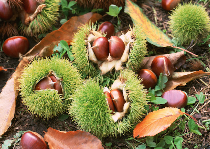 Chestnuts