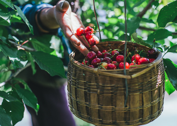 Cherry Harvesting in a cherry orchard at Himachal Pradesh, India